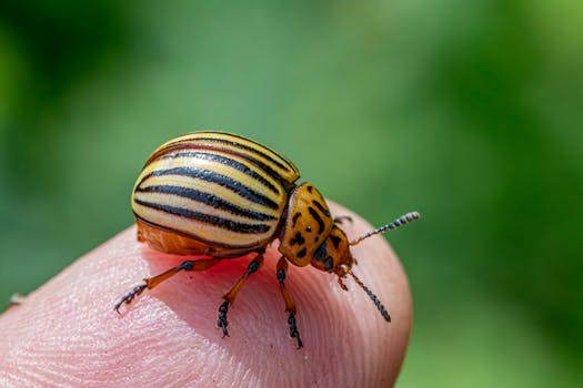 pest identification guide