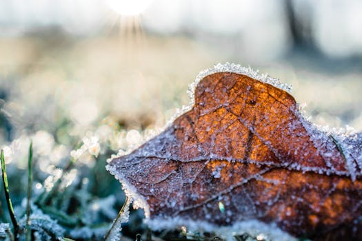 winter garden maintenance